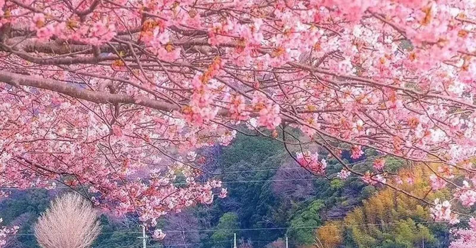 桜シーズン9名限定小グループ】伊豆お花見と海観光日帰りツアー | 河津